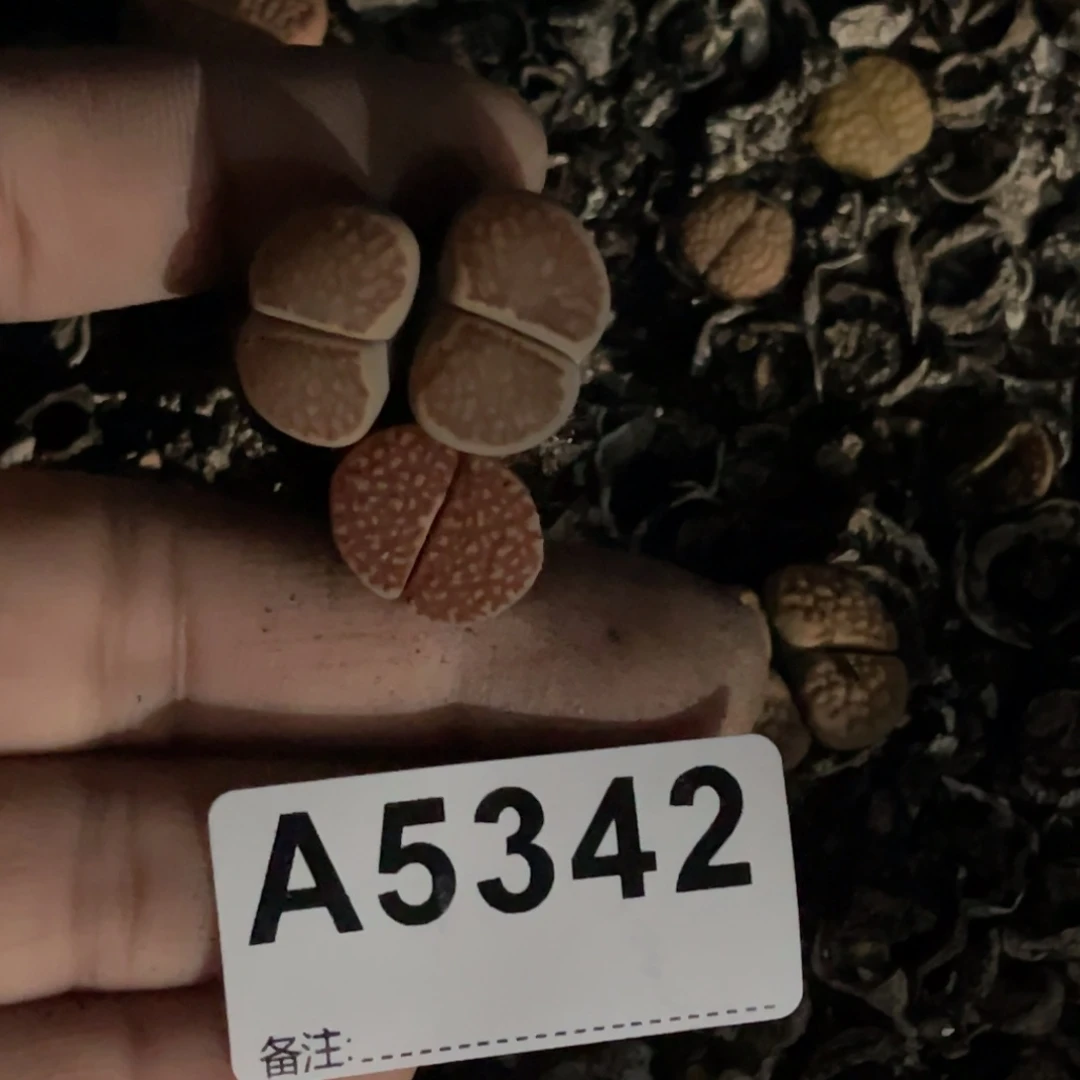 义***币5342菊1巴里1专拍，