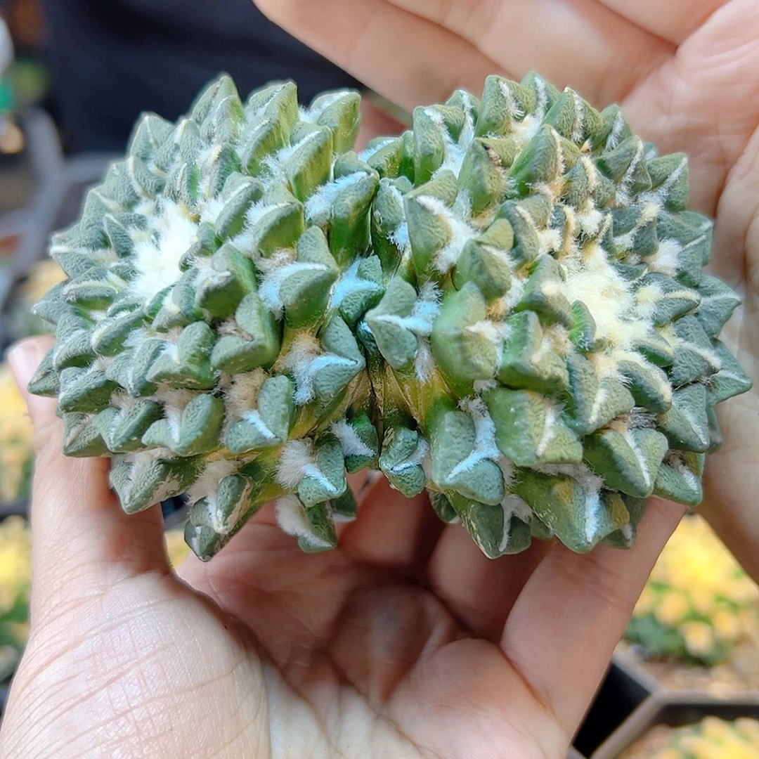 5号苗接大黑牡丹无根10.3公分