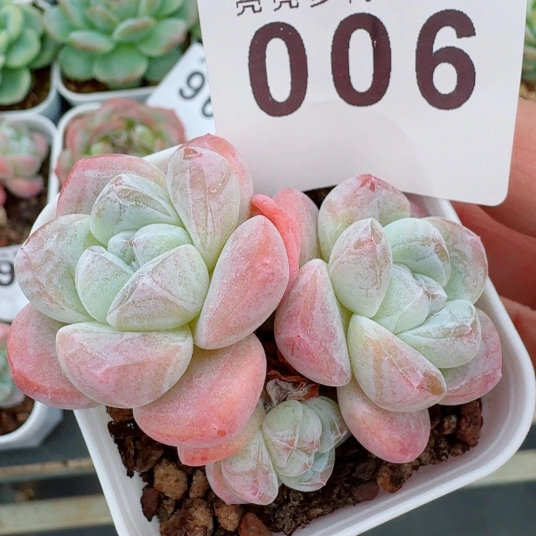 糖心冰玉            精美多肉植物