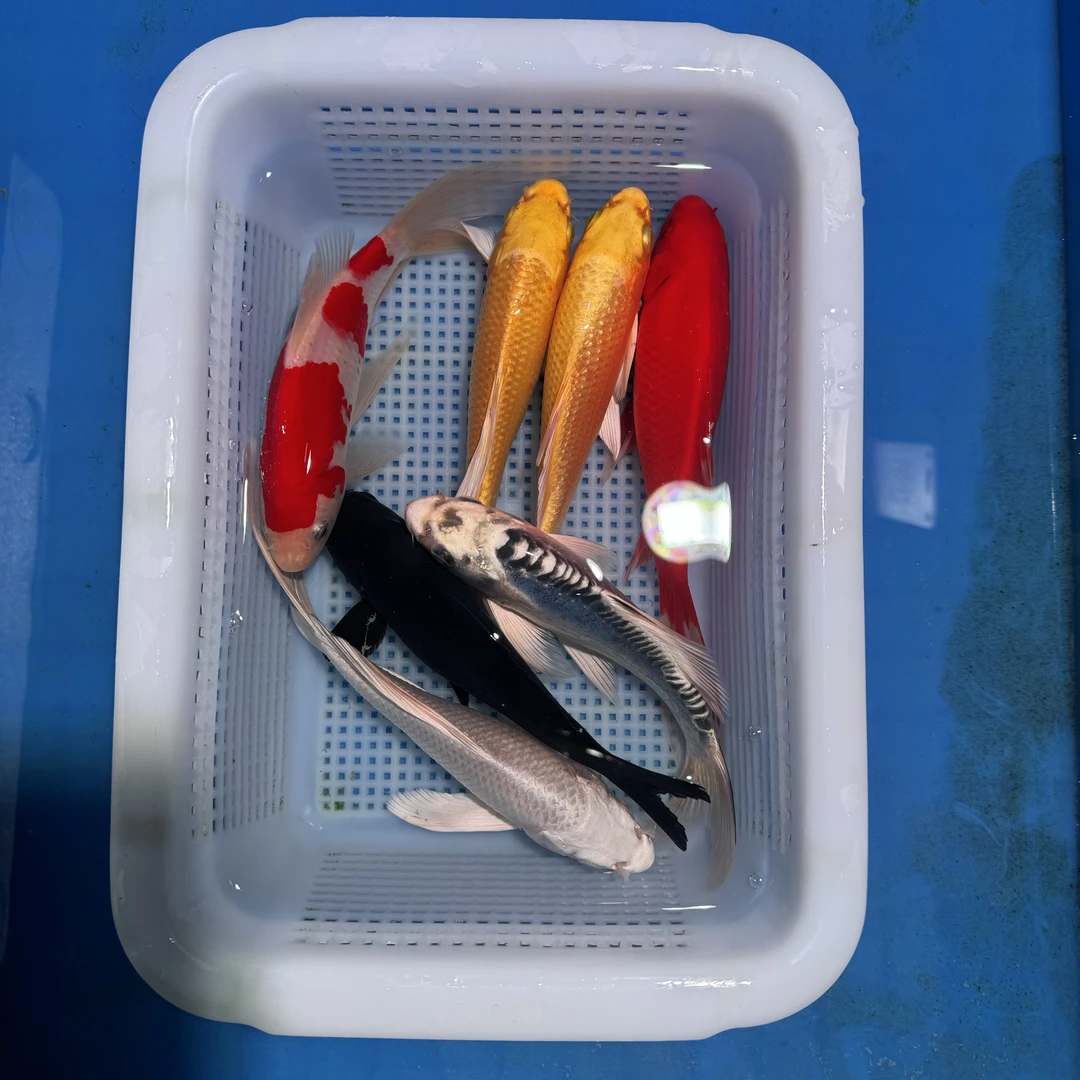 锦鲤草金1红1红白1黑2黄1白1龙（13-15厘米）7条观赏鱼（红白红草金）