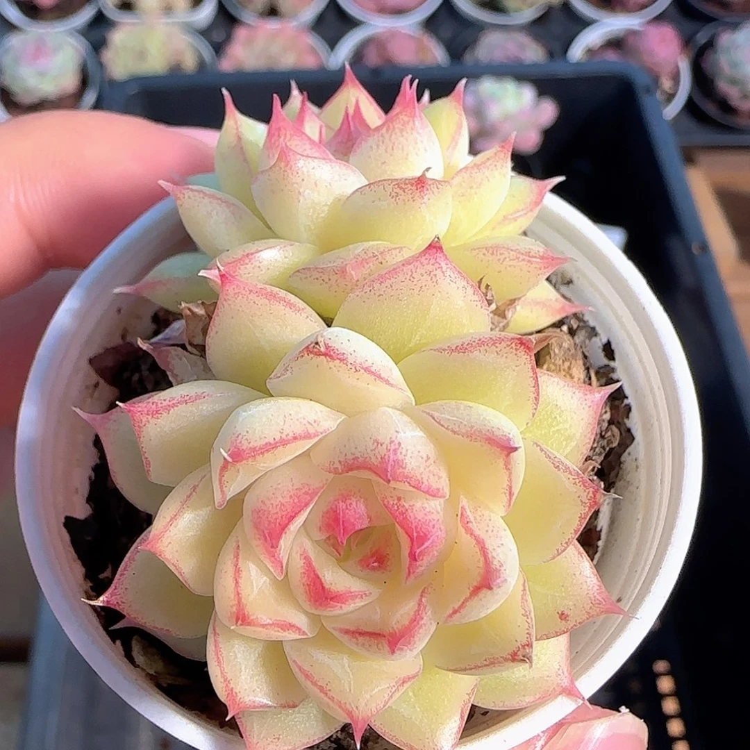 多肉1210-235女王玫瑰