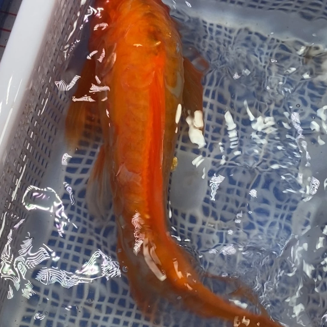 锦鲤冷水锦鲤包邮