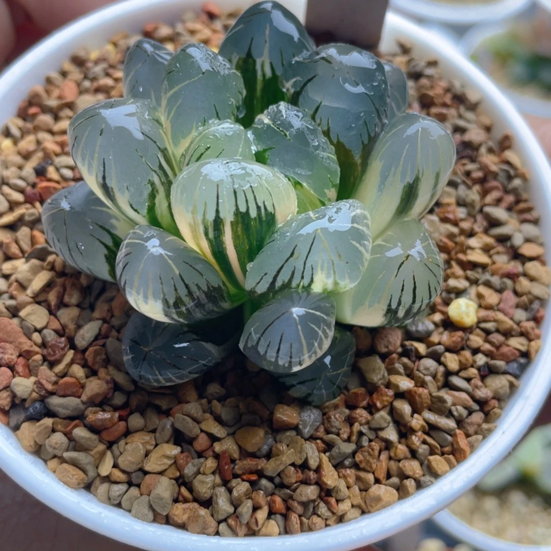 25.十二卷地泉玉露锦。