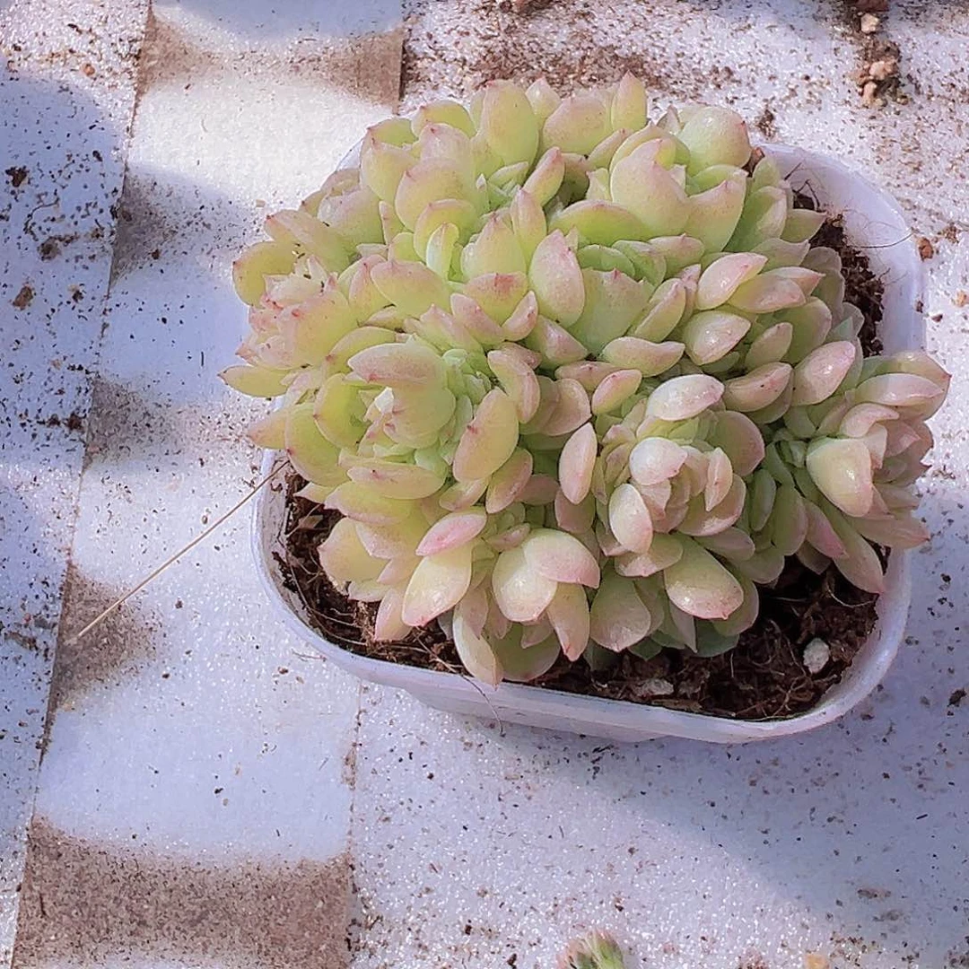 爱杜麦杆19包邮多肉