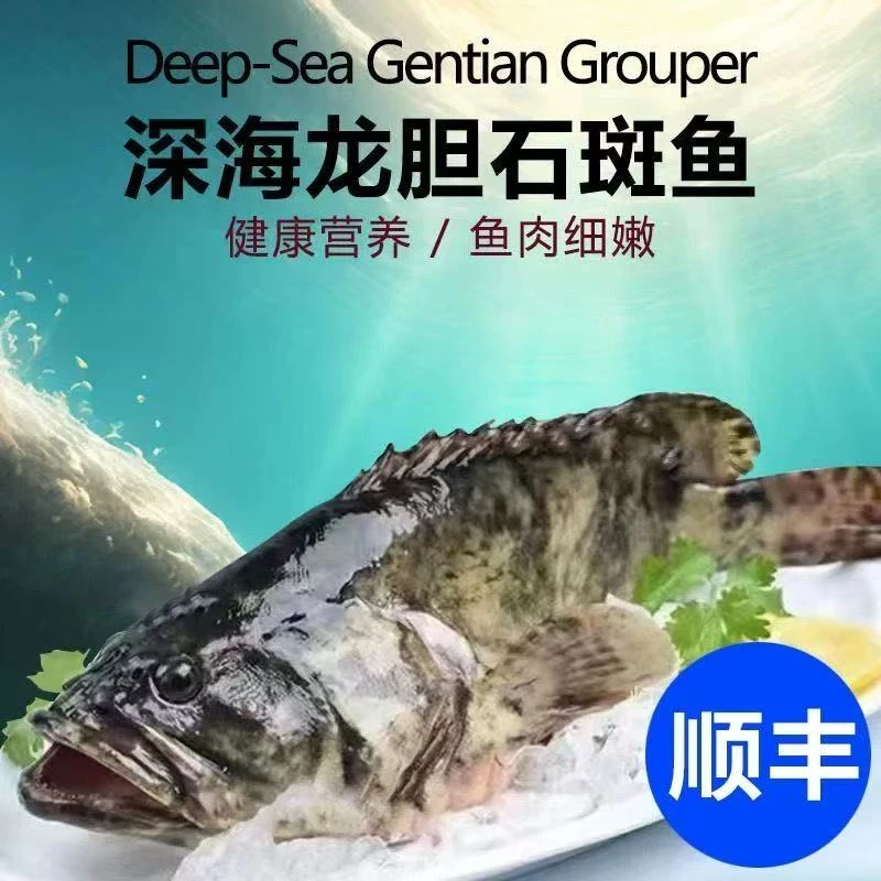 深海捕捞龙胆石斑鱼鲜活冷冻珍珠斑新鲜龙趸鱼冰鲜发货顺丰包邮