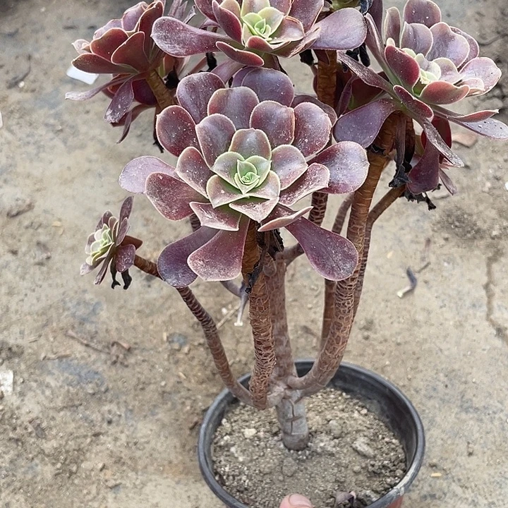 188欧嘉莉多肉植物法师