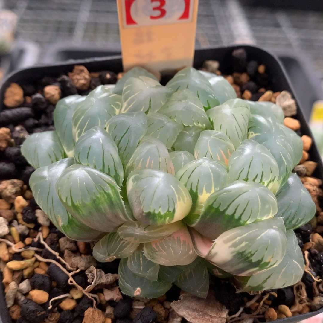 以实际为准143玉露