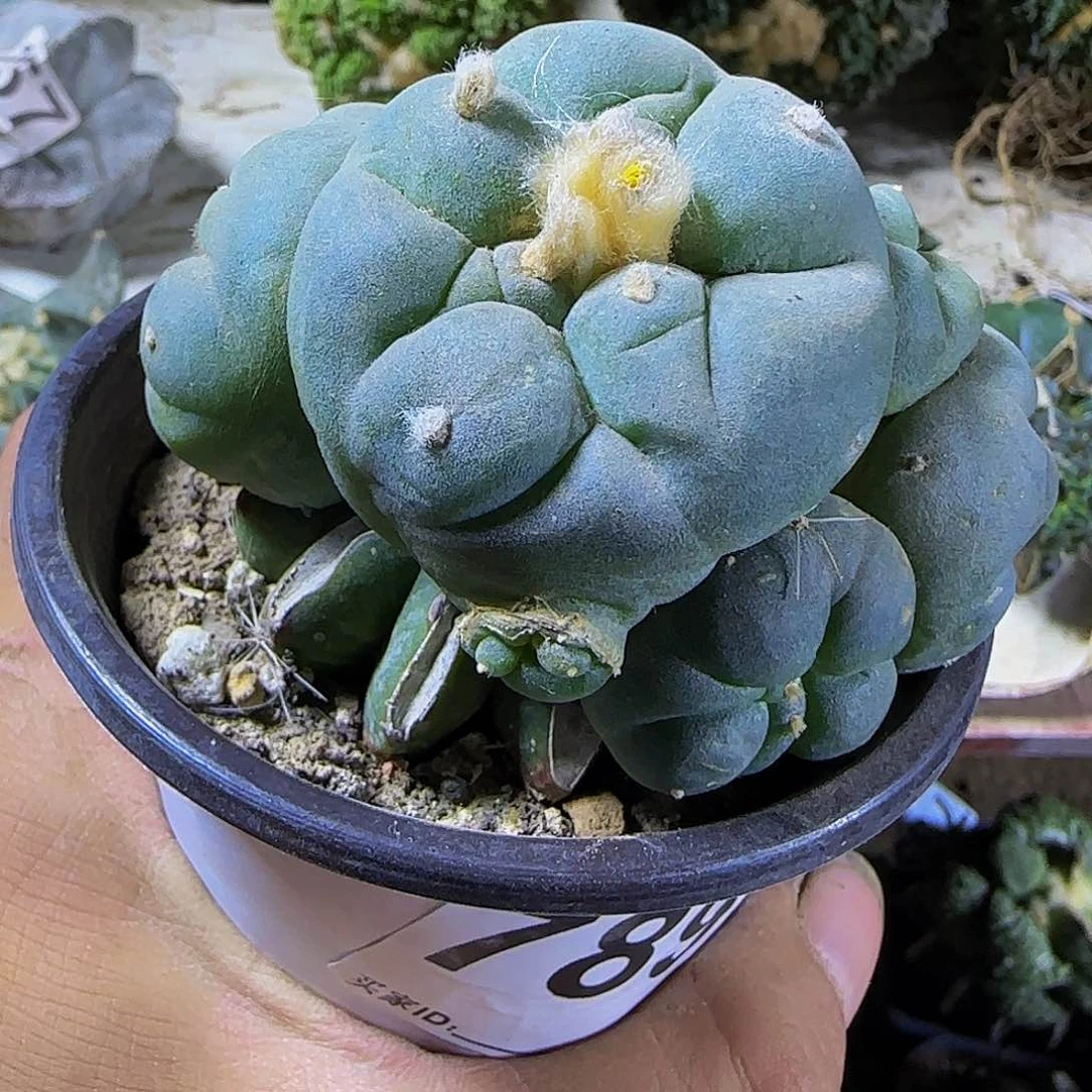 木***大尤群头789仙人球开花