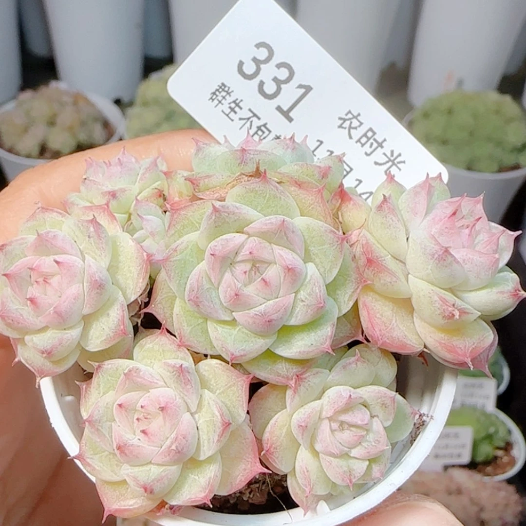 1114-331m1-565-2麦杆