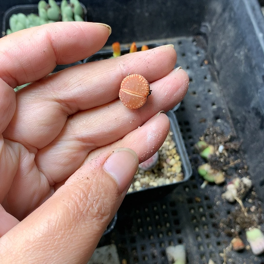 咸*圈W277多肉植物保护