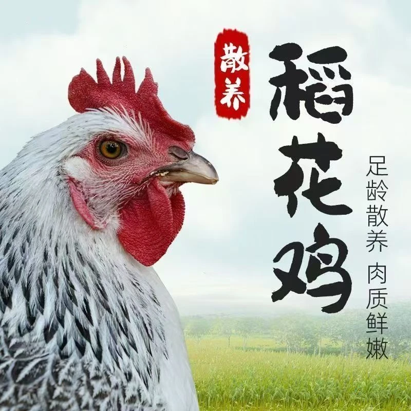 1.5斤发货纯种芦花鸡稻花宠物鸡公母可选包邮包路损