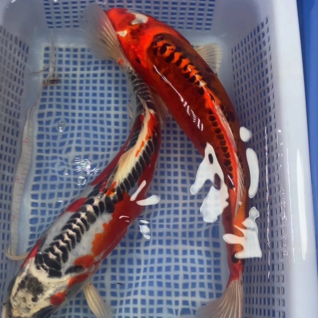 锦鲤冷水锦鲤包邮