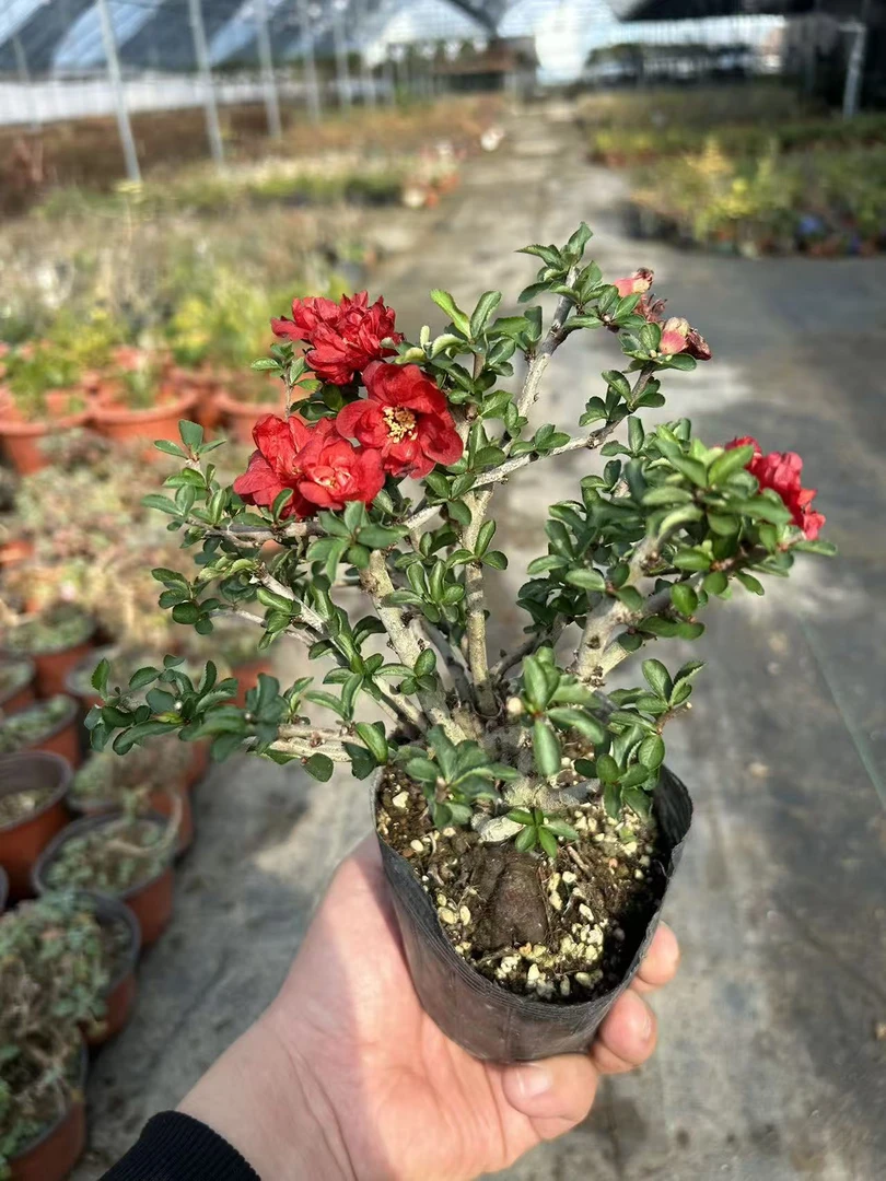 原生多杆从林 姬小町 小盆景