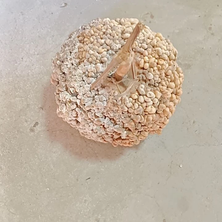 持**恒满天星疙瘩葫芦满天星疙瘩葫芦