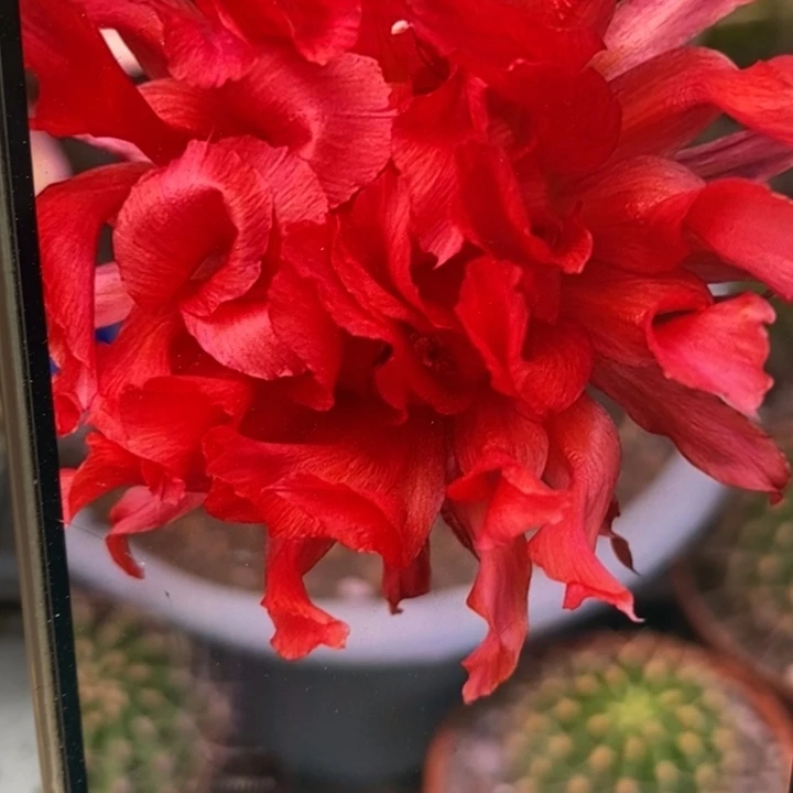 彩草红卷卷侧芽3公分左右