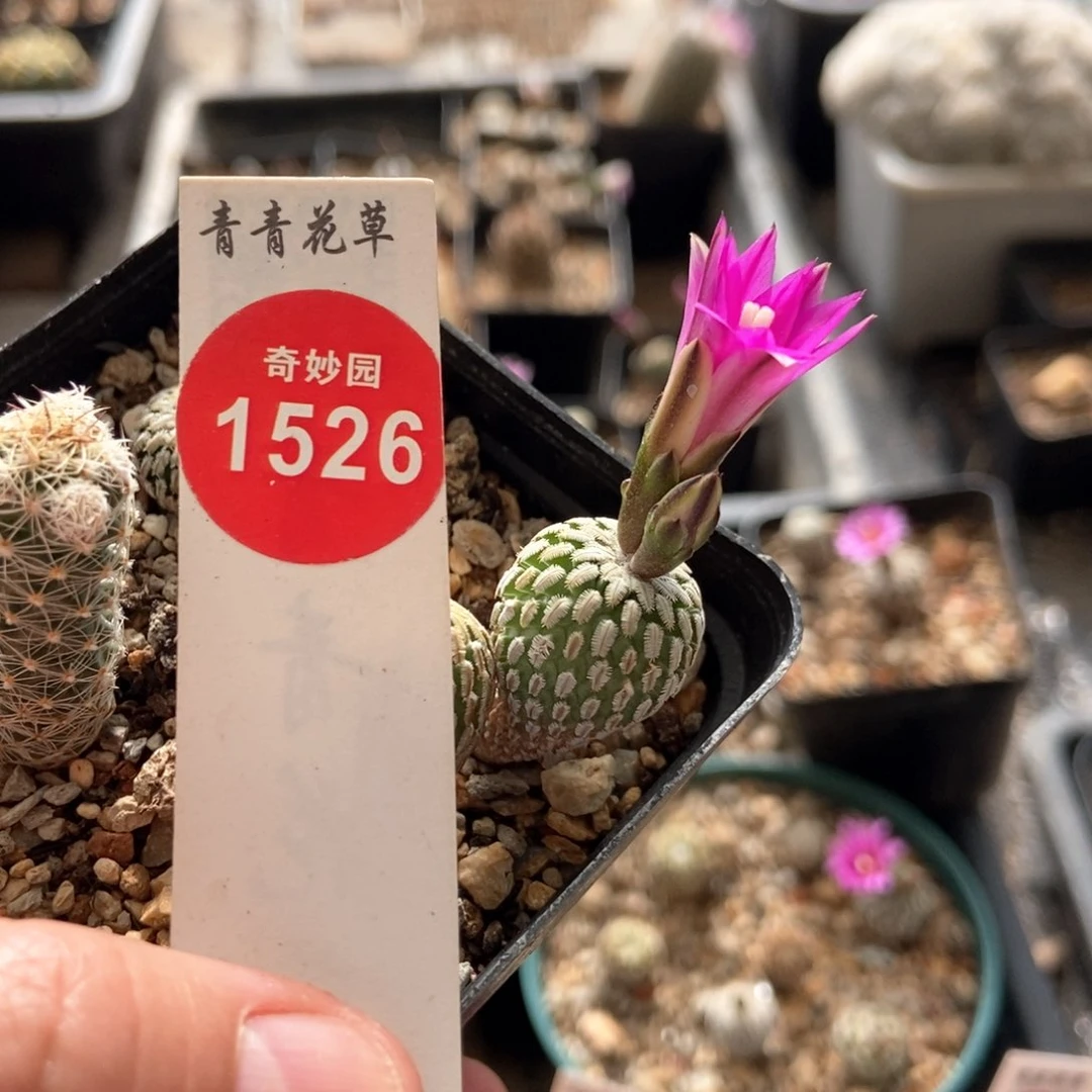 浓赤花精巧殿一棵仙人球