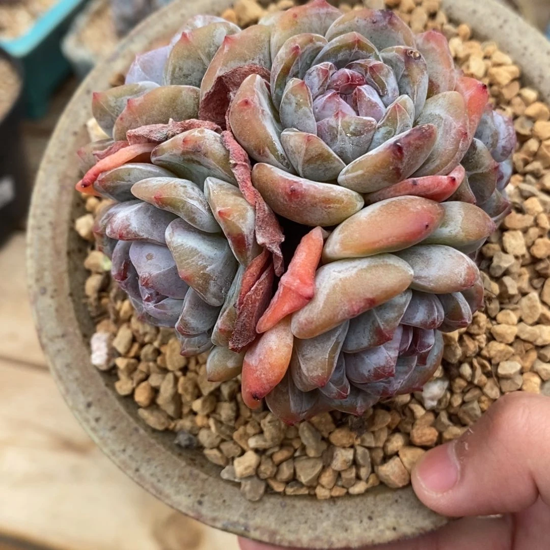 五头绿底紫心短肥圆