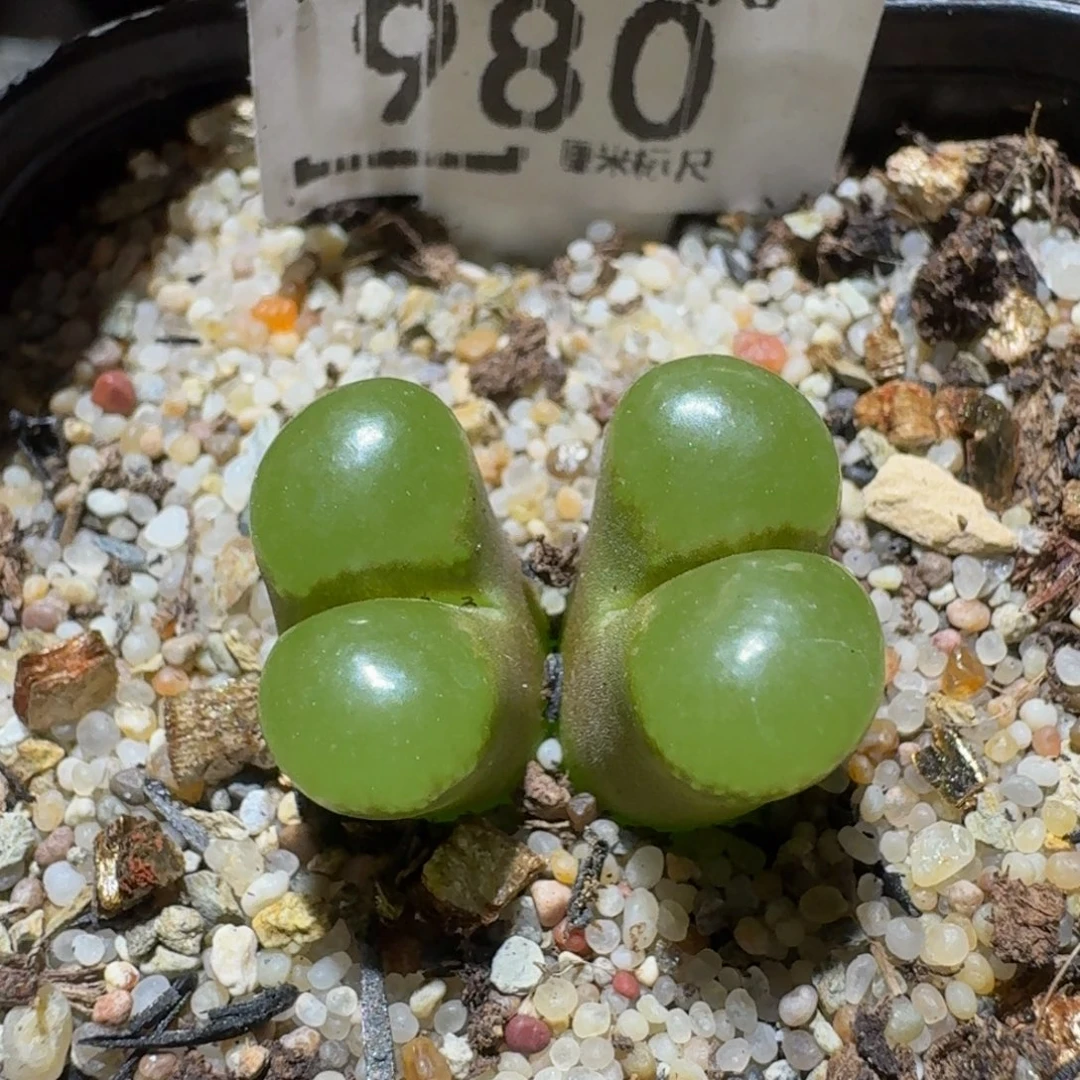 Sssss精品生石花980