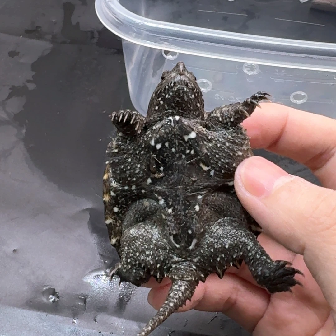 宠物龟不分公母111