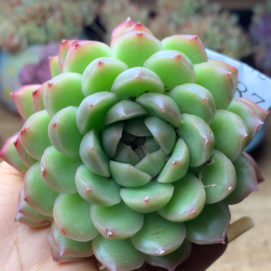 3187杂交精品基地9厘米