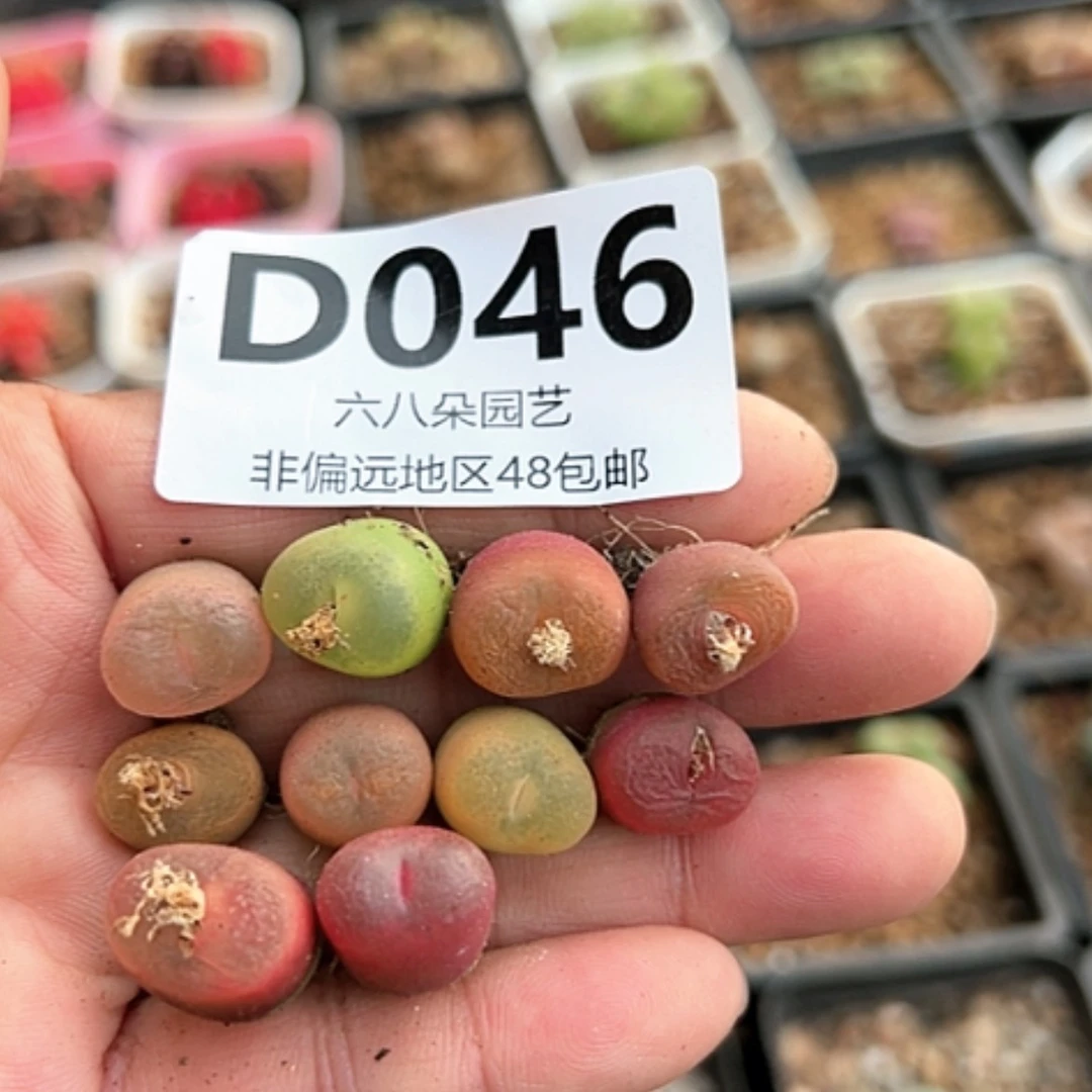 【闪购商品】特价10颗毛