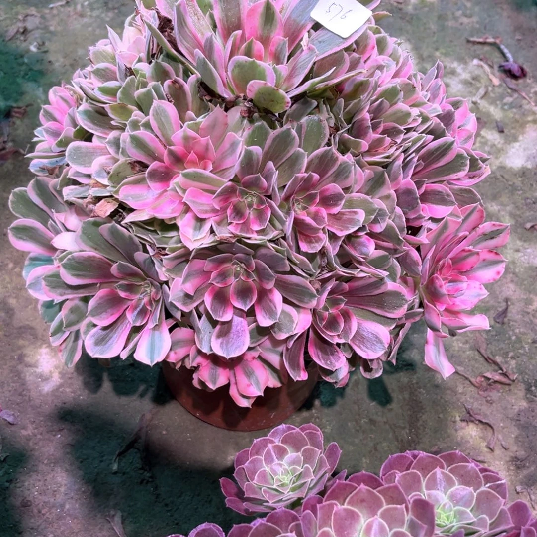 多肉植物男神00576