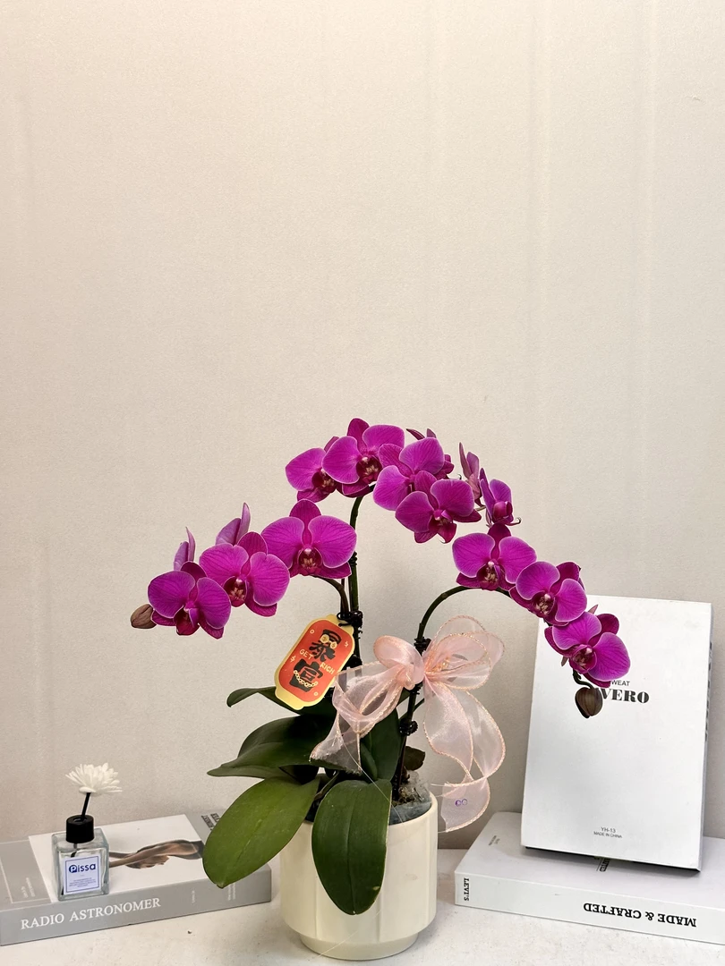 蝴蝶兰【福星】真花 秋冬耐寒花卉 四季开花 多样性发货