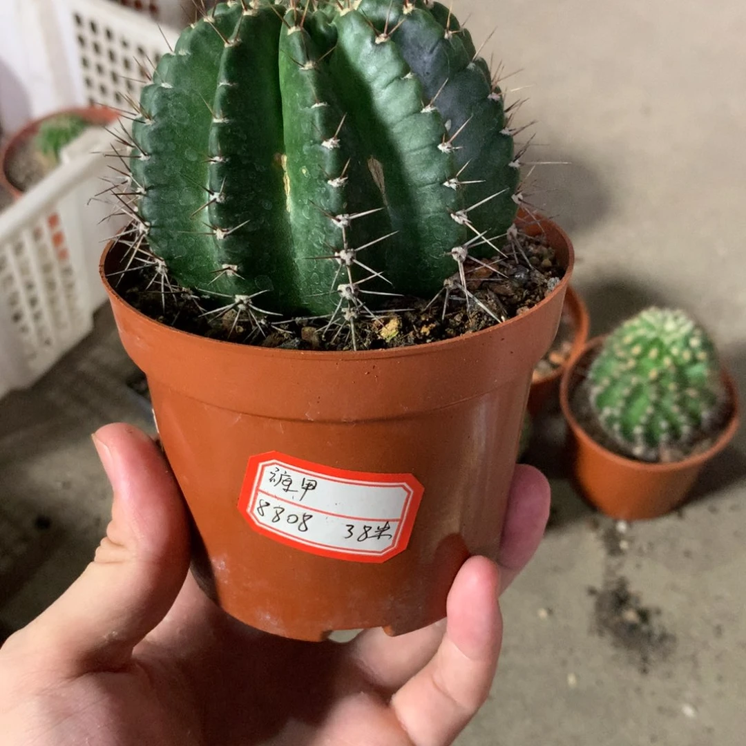 裤**下云锦球球好看花花