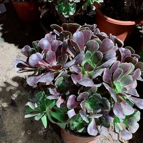 欧紫多肉植物法师120