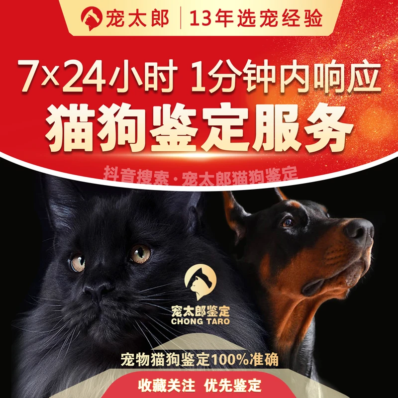 猫狗鉴定师鉴定猫品种品相鉴定估价鉴定狗品种猫鉴定狗鉴定猫估价