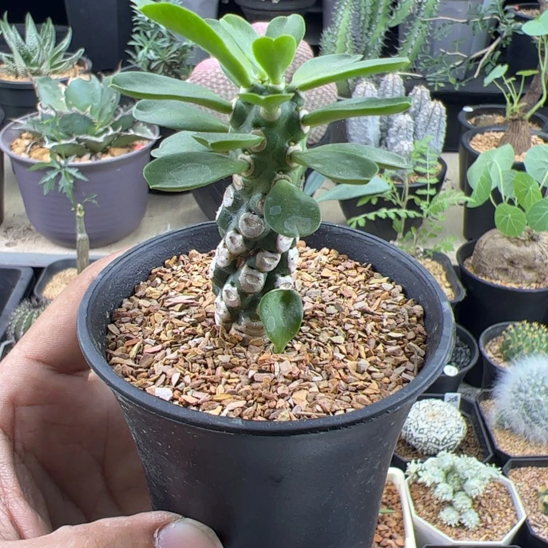 无刺霸王鞭一物一拍带盆发