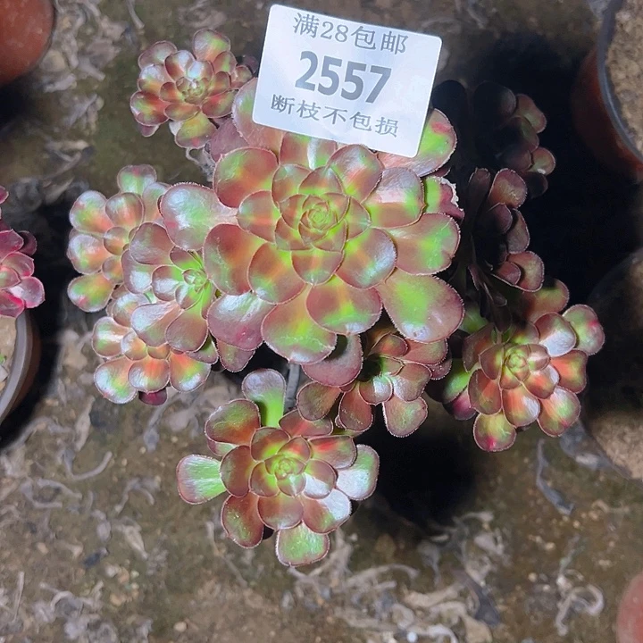 2557晚霞多肉植物保护