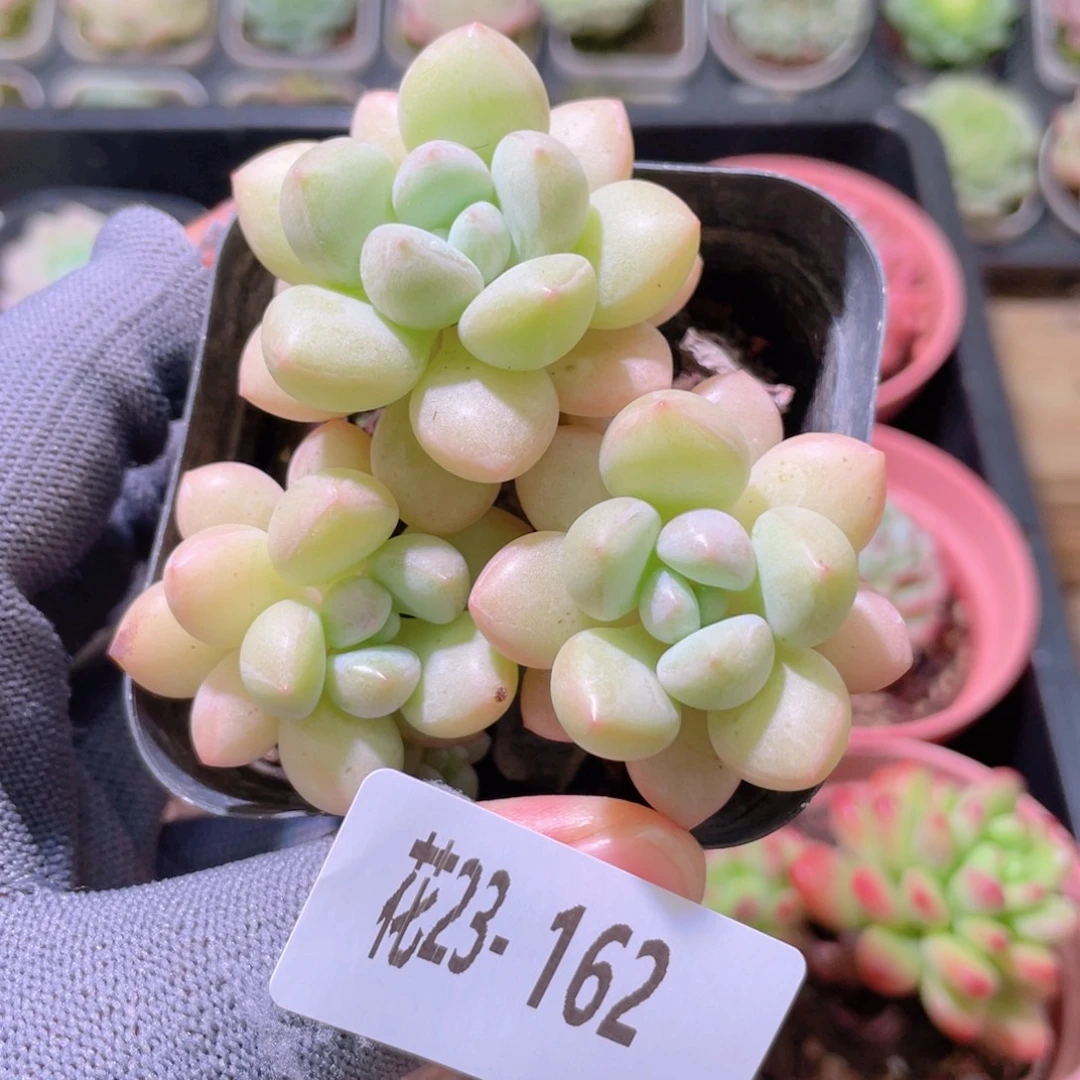 花利美23-162泡泡糖