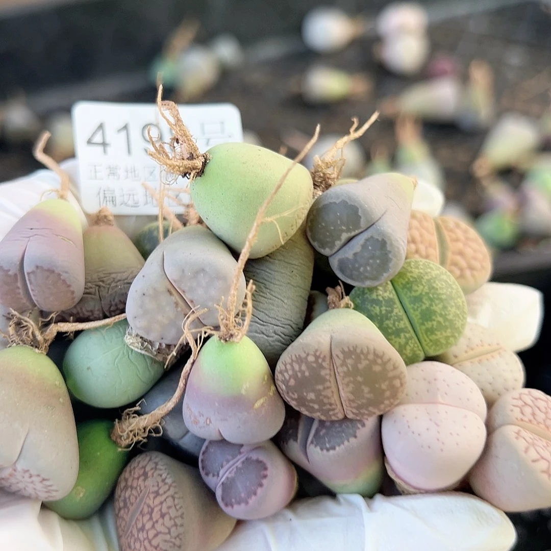 4198不同品种品种混合35个1.5cm左右部分比较干特价处理