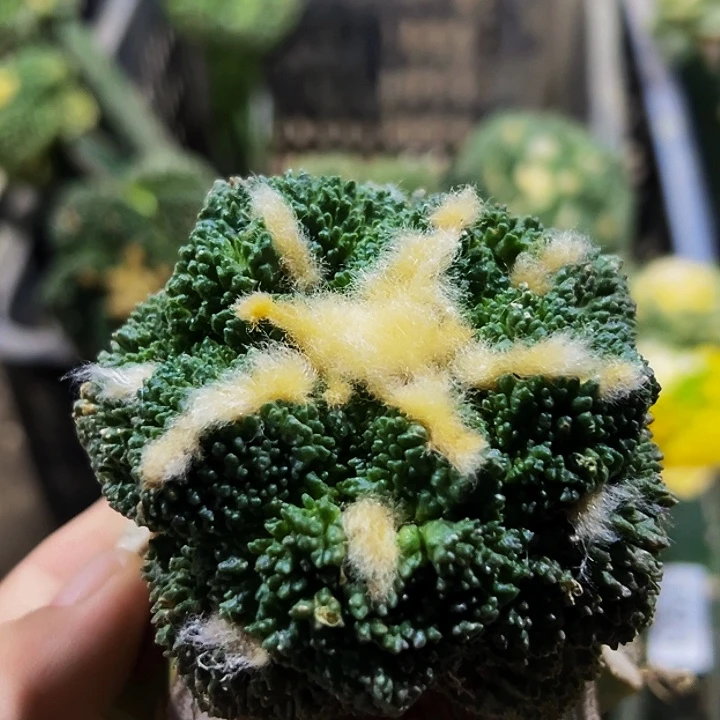 无花朵福利大尤哥斯拉牡丹400