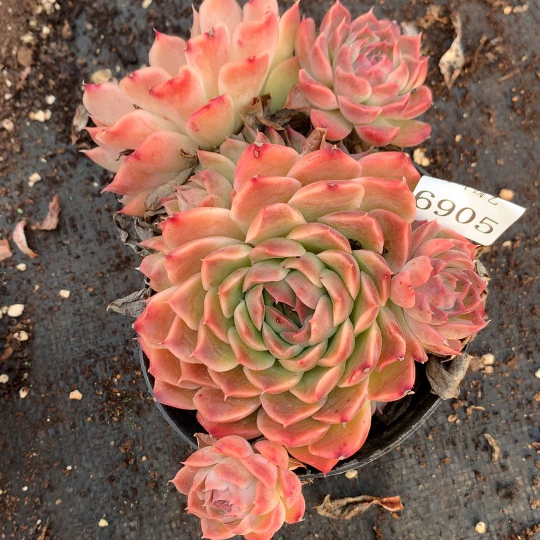 6905杂交精品基地16厘米