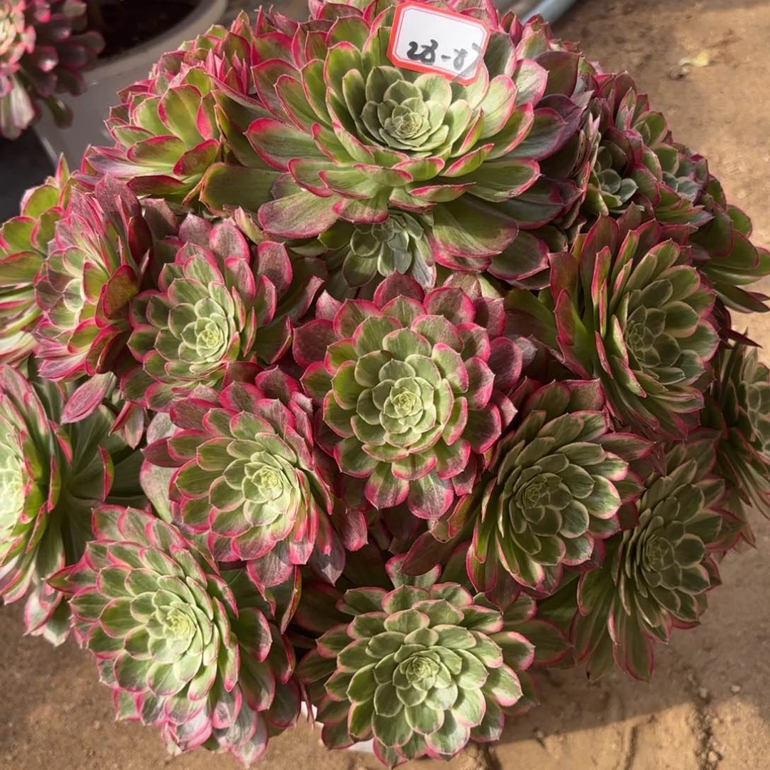 28-87莲花多肉植物绿植