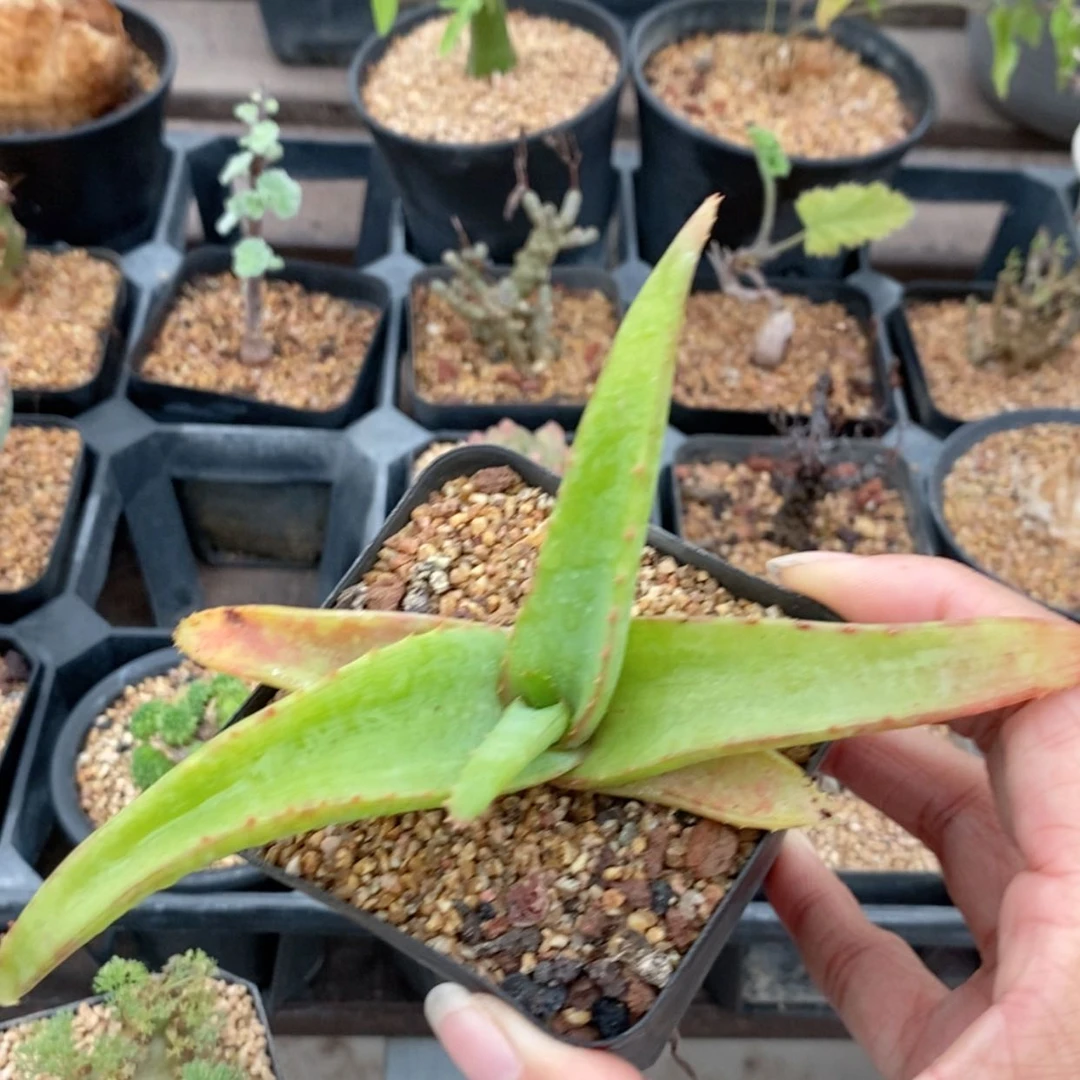 【闪购商品】范巴伦芦荟