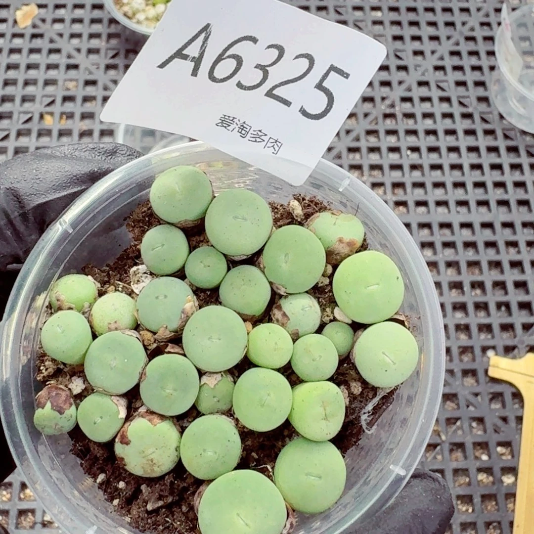 6325—生石花 生石花