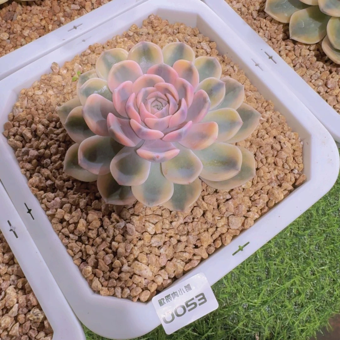 多肉植物汉堡锦0053