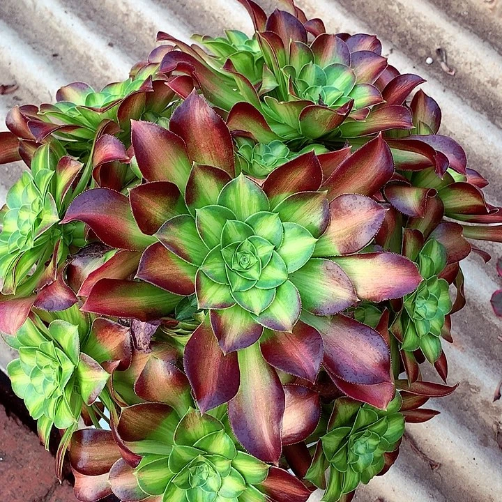 韶华啊啊啊啊啊啊啊