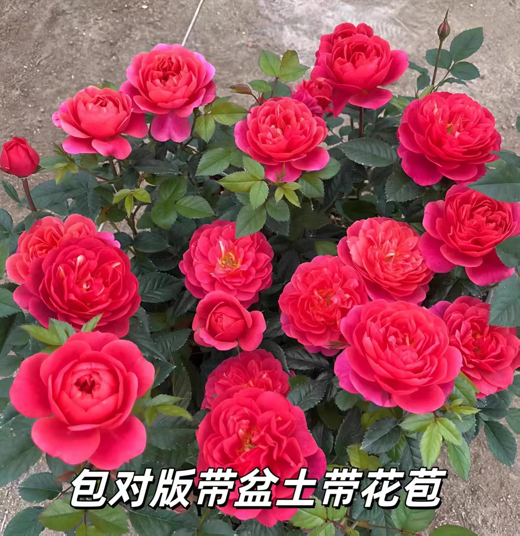 樱桃果汁四季开花好养护抗病性强阳台庭院花卉绿植月季盆栽