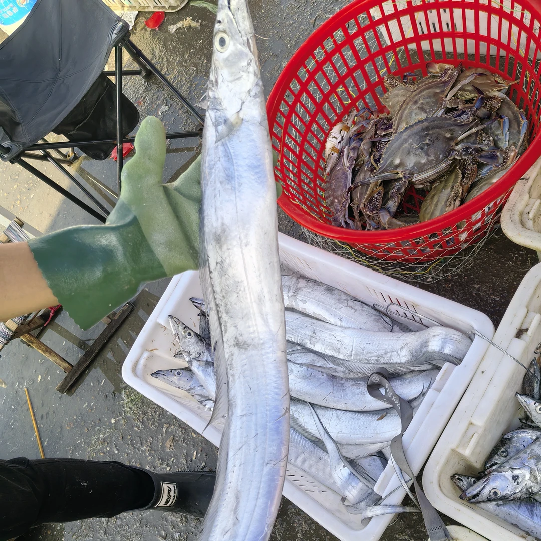 青岛海捕带鱼，3~4两/条，净重4斤，速冻12条左右，个别破肚介意勿拍