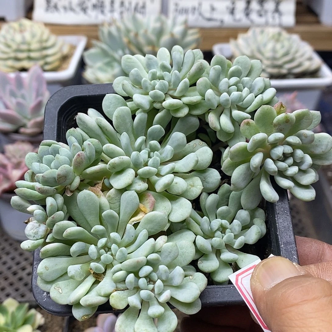 22141 小红蛋锦自然群