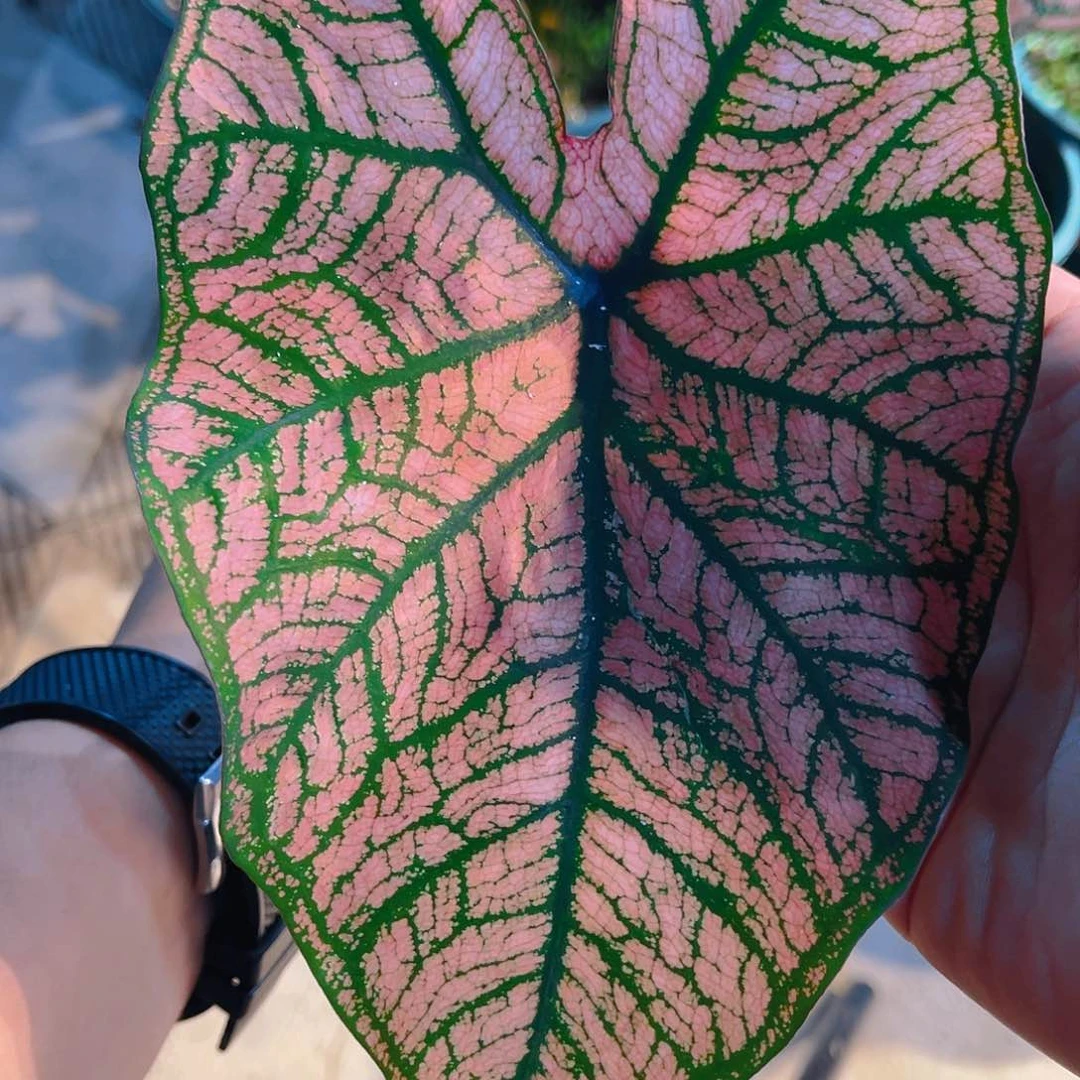 完全开放9609泰彩