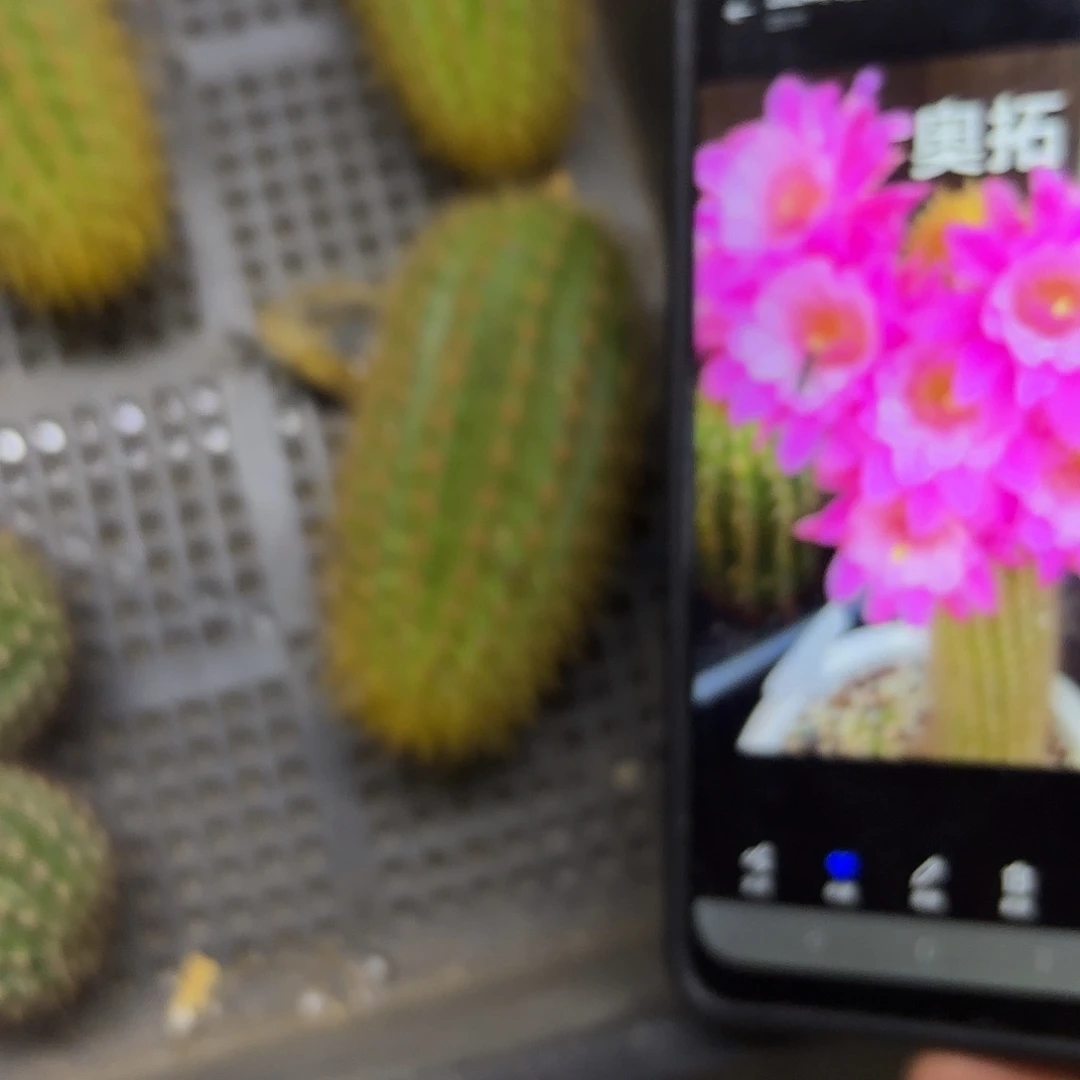奥拓金妞20包邮仙人球51