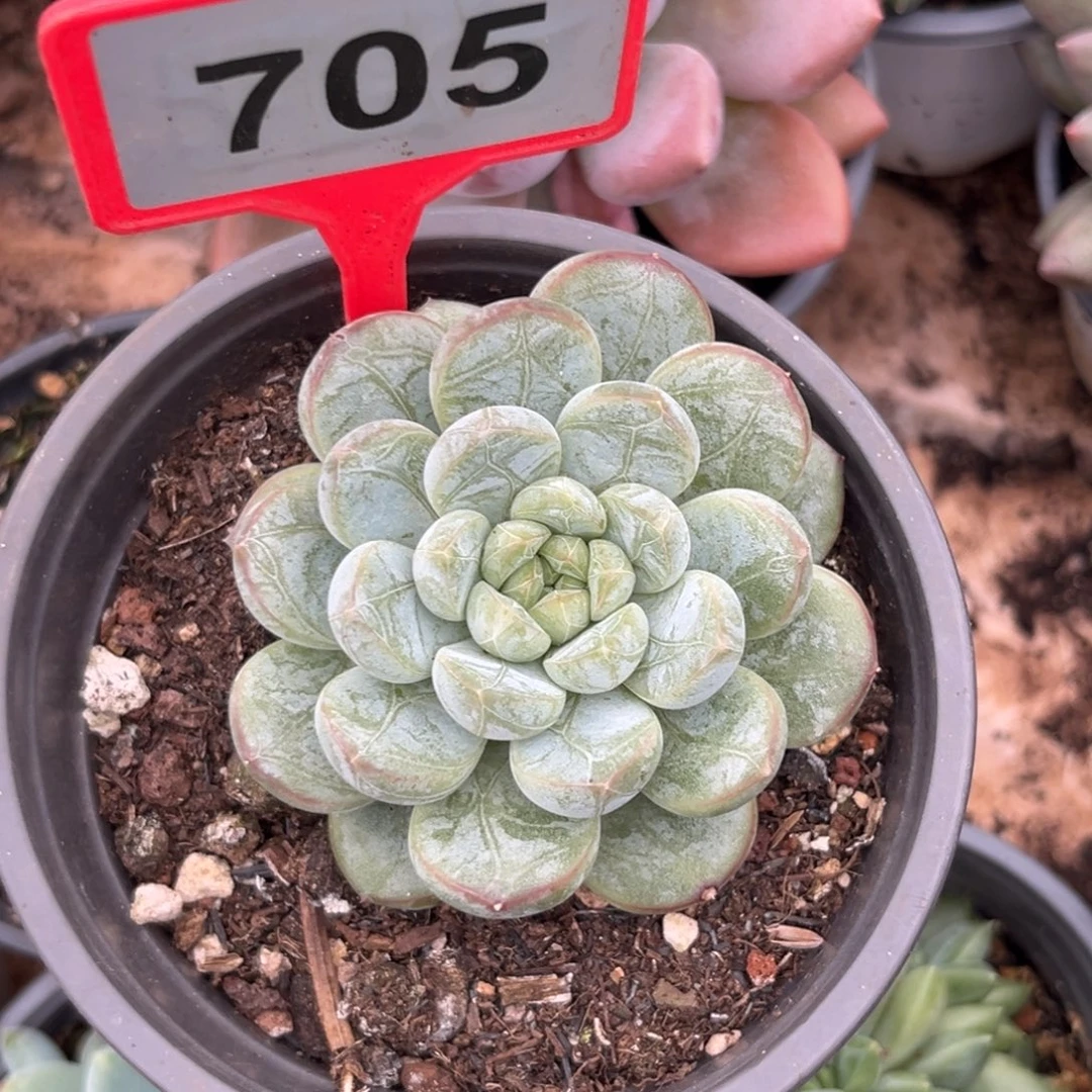 多肉植物百搭翡翠705