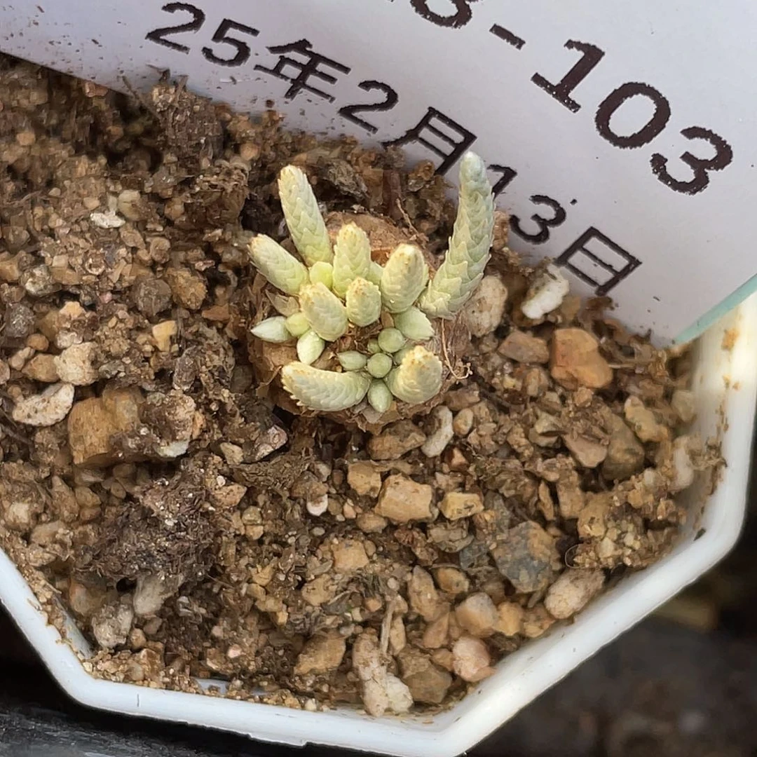 13-103韧锦多肉植物