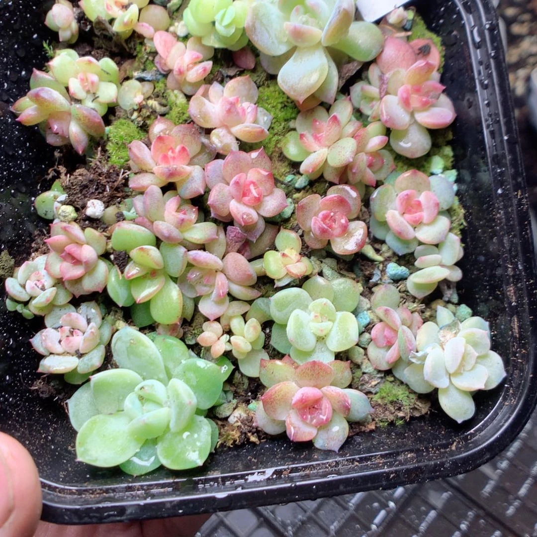 无花朵W134琥珀天使yyyyy