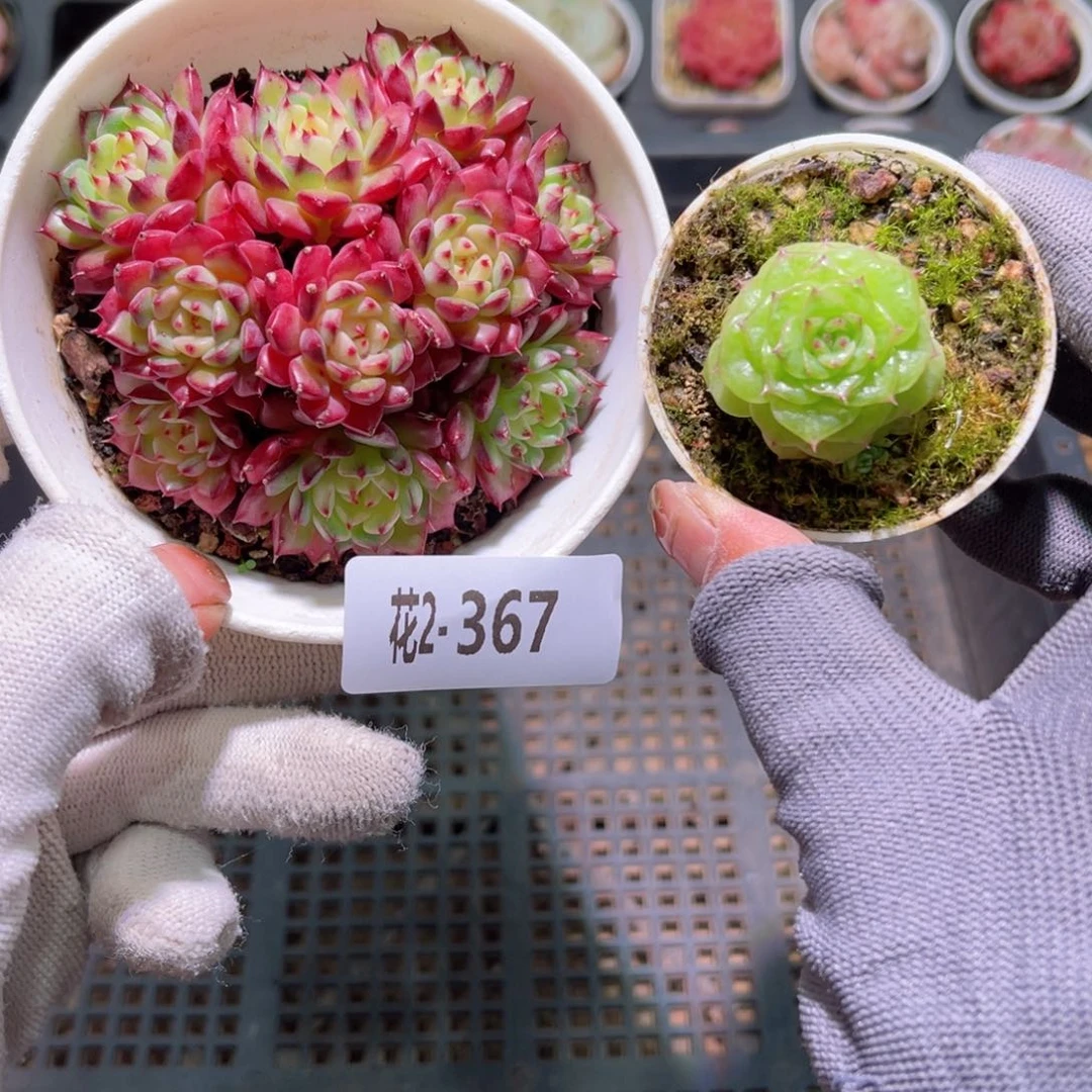 花02-367多肉植物2颗